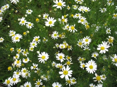 Camomile Stock Photos