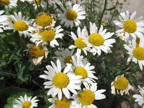 Camomile Stock Photos