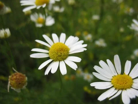 Camomile Stock Photos