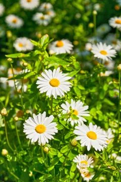 Camomile Stock Photos