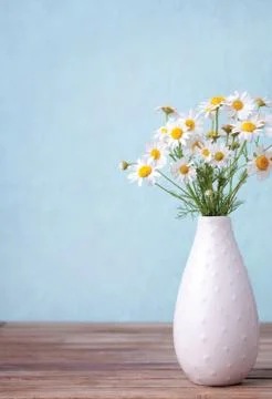 Camomile Stock Photos