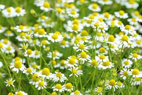Camomile Fotos de archivo