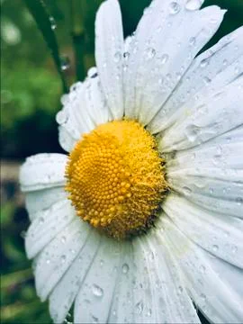 Camomile Stock Photos