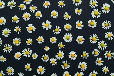 Camomile Stock Photos