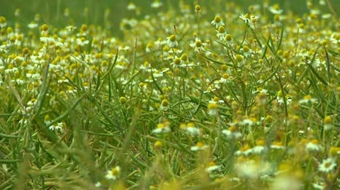 Camomile plants growing Stock Footage 22636596