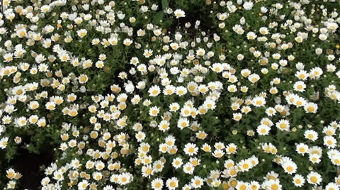 Camomile plot Stock Footage 25179790