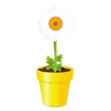Camomile in pot Stock Illustration
