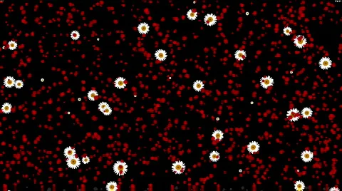 Camomile on red abstract motion background Stock Footage 142083