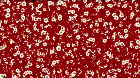 Camomile on red abstract motion background Stock Footage 142115