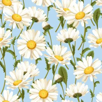 Camomile seamless pattern Stock Illustration
