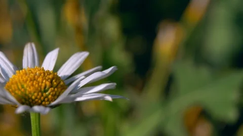 Camomile is shaking by the wind Stock Footage 92051388