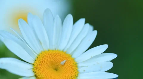 Camomile. shot with slider. Stock Footage 6526983