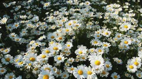 Camomile Shot With Slider Stock Footage 39828084
