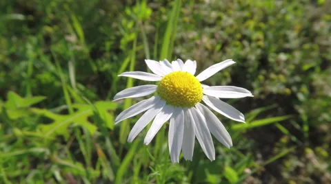 Camomile in summer breeze Stock Footage 68635228