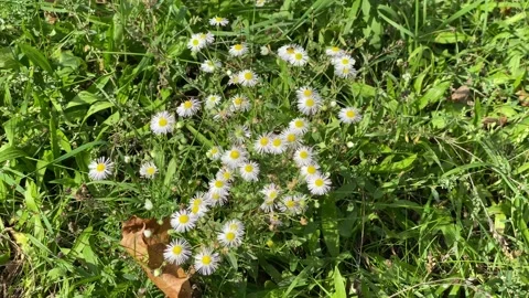 Camomile in a sunny meadow Stock Footage 223949788