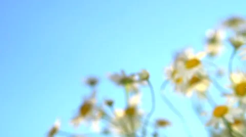 A camomile swaying in the wind. Stock-Footage 55037747