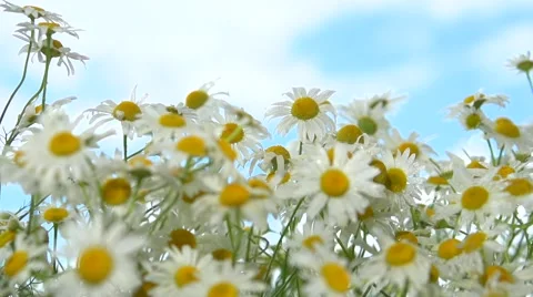 A camomile swaying in the wind. Video stock 55037789