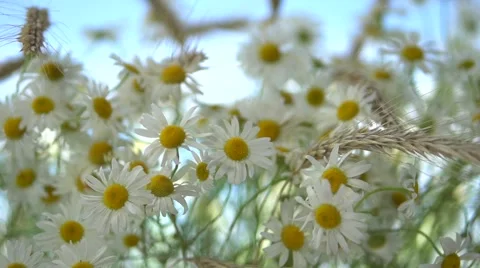 A camomile swaying in the wind. Stockbeeldmateriaal 55037881