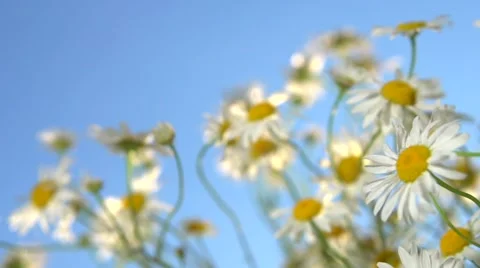 A camomile swaying in the wind. Stock Footage 55903374