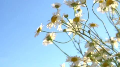 A camomile swaying in the wind. Stock-Footage 55903735