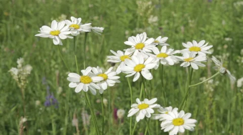 A camomile swaying in the wind. Stock Footage 64353735