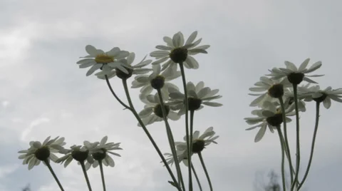 A camomile swaying in the wind. Stock Footage 64362206