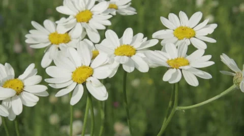 A camomile swaying in the wind. Stock Footage 64362453