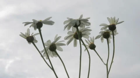 A camomile swaying in the wind. Stock Footage 64362541