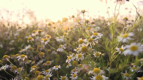 Camomile tea flowers Stockbeeldmateriaal 25604338