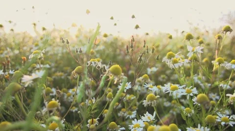 Camomile tea Stock Footage 64539031