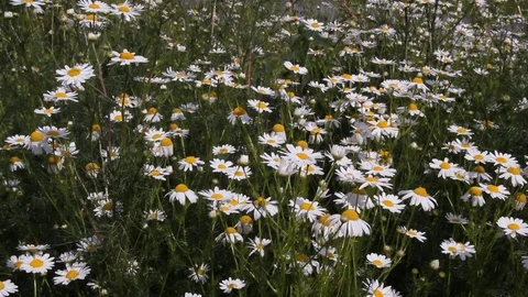 Camomiles are swaying in the wind Stock Footage 77753554