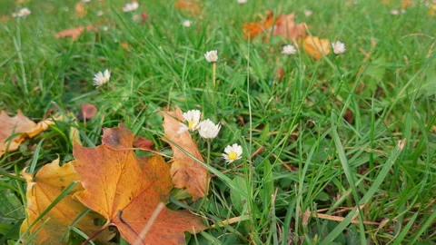 Camomiles blossoming in fall alongside fallen dry and red leafs Stock Footage 328748737