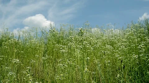 Camomiles on blue sky Stock Footage 52371984