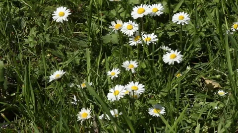 Camomiles Stock Footage 5504633