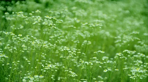 Camomiles Stock Footage 52370975