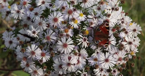 Camomiles on a green background with a butterfly Stock Footage 150233853
