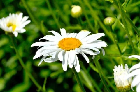 Camomiles growing on green meadow. Stock Photos