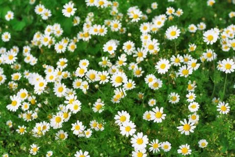 Camomiles Stock Illustration