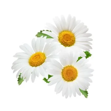 Camomiles as package design element. Stock Photos
