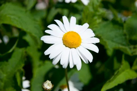 Camomiles Foto stock