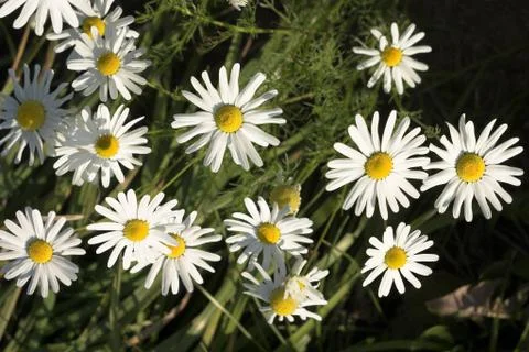 Camomiles 스톡 사진