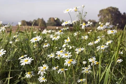 Camomiles Foto stock