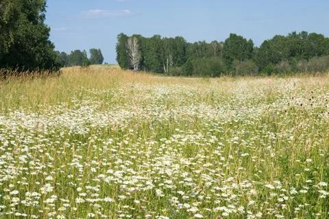 Camomiles 스톡 사진