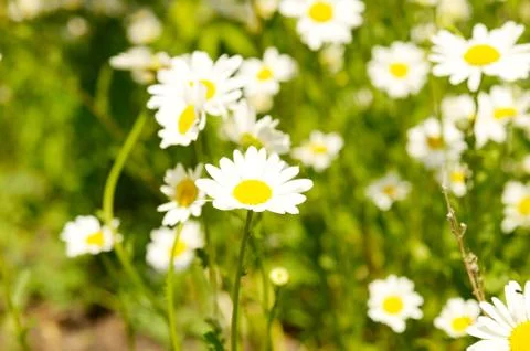Camomiles Stock Photos