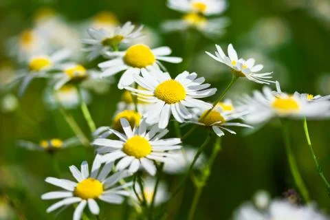Camomiles Stock Photos