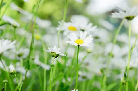 Camomiles Stock Photos