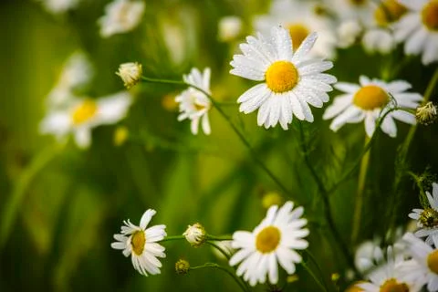 Camomiles Stock Photos