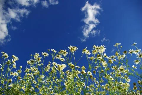 Camomiles Stock Photos