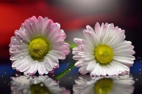 Camomiles Stock Photos