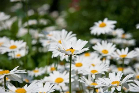 Camomiles Stock Photos